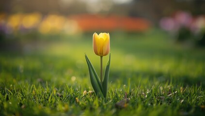 Springtime garden scene with vibrant yellow tulip, highlighting seasonal flowering