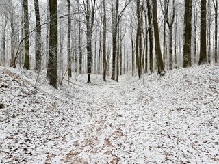 Winter road through the forest