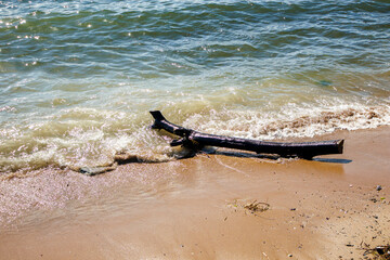 sea waves and tree stump on the beach in sunny summer day