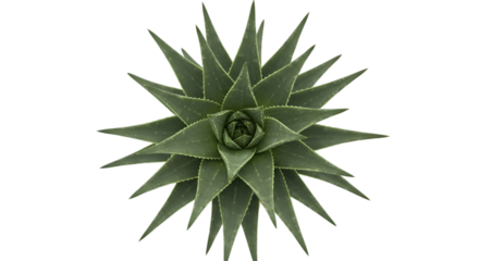 Top View of Aloe Vera Plant with Spiky Leaves succulent
