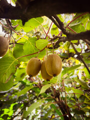 Kiwi plant with Kiwi fruits