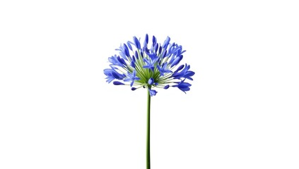 Close-up of Agapanthus flower on a plain white backdrop, ideal for catalog or educational use