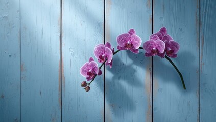 Purple orchid branch displayed on a blue wooden surface, designed for botanical and decorative themes