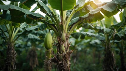 Unripe green bananas on a banana plant with varying foliage colors, highlighting crop development during tropical harvest season