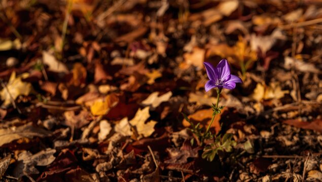 Autumn foliage with a solitary purple flower, natural landscape and seasonal transition