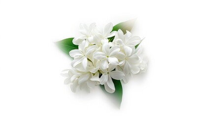 Fototapeta premium Jasmine blossoms displayed against a white backdrop serving as a floral gift for Mother's Day, emphasizing flower arrangement in Thai tradition