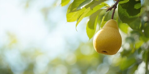 Ripe yellow pear hanging from a tree branch with blue sky background, fruit maturity and seasonal harvest