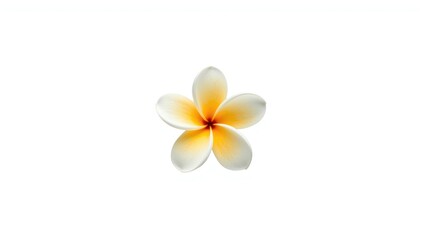 Naklejka premium Single plumeria flower with white and yellow petals highlighting floral details, ideal for botanical layouts
