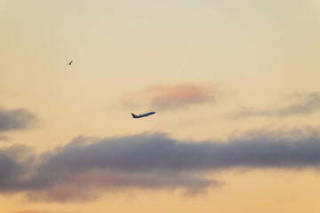 Fototapeta premium Commercial airplane taking off into a beautiful sunset sky with soft clouds and a lonely bird flying in the distance.