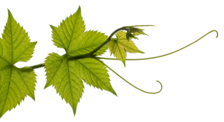 Vibrant Green Grapevine Leaves and Tendril nature