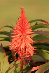 Sonnenuntergang am Strand von Swkopmund