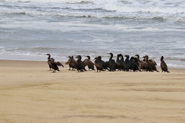 Kormorane WAlvisBAy Namibia