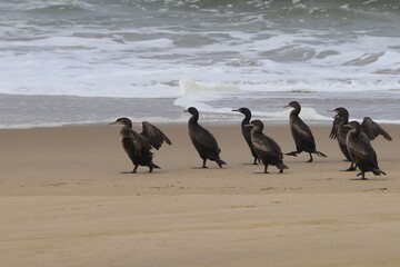 Kormorane WAlvisBAy Namibia