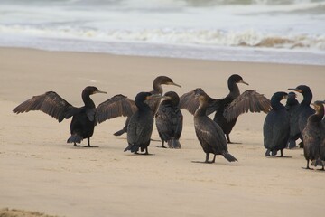 Kormorane WAlvisBAy Namibia