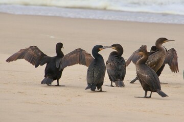 Kormorane WAlvisBAy Namibia