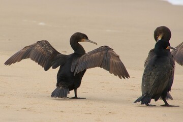 Kormorane WAlvisBAy Namibia