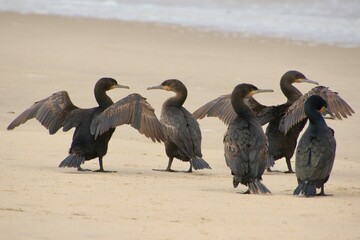 Kormorane WAlvisBAy Namibia