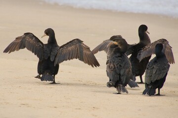 Kormorane WAlvisBAy Namibia
