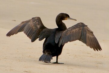 Kormorane WAlvisBAy Namibia