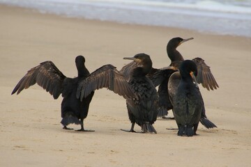 Kormorane WAlvisBAy Namibia
