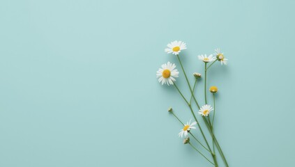 Chamomile flowers with medical aid patch on blue mint background, highlighting herbal remedy application