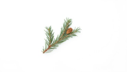 Single pine branch or twig set against a white background, useful for natural design elements