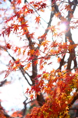 紅葉