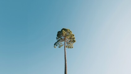 Tall eucalyptus trees with a vibrant blue sky backdrop, highlighting tree height and natural environment, Earth Day