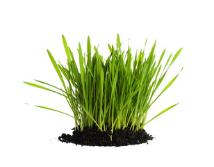 Fresh green spring grass sprout with soil isolated on white background
