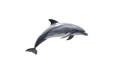 Bottlenose dolphin in mid-air, illustrating active behavior and natural movement, World Oceans Day
