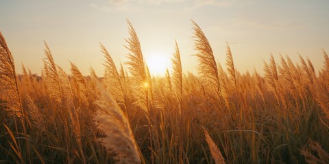 Vintage summer landscape featuring wild grasses at sunset, suitable for editorial header backgrounds