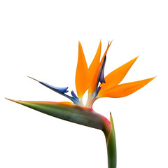 Obraz premium Bird of Paradise Flower Isolated on White Background