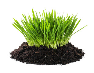 Fresh green spring grass sprout with soil isolated on white background