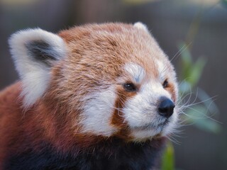 Close-up portrait of a red panda with soft fur and calm expression
