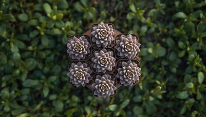 Close-up of sempervivum plants in square containers, highlighting tufted leaves and color diversity, World Succulent Day