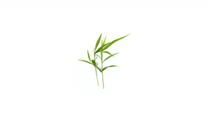 Fototapeta premium Isolated bamboo leaves with a white backdrop, used as a background element for text and UI interfaces