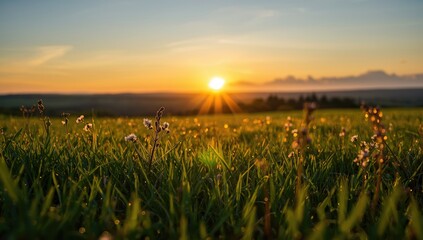 Golden sunset highlights grass, suitable for editorial header backgrounds or visual layouts
