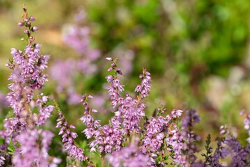 Fototapeta premium Close up of common heather (calluna vulgaris) in bloom