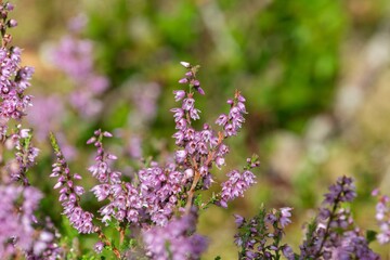 Obraz premium Close up of common heather (calluna vulgaris) in bloom