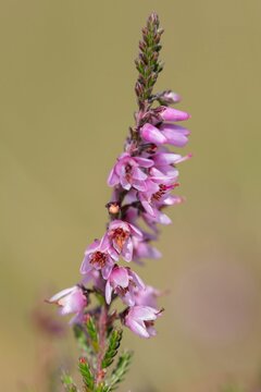 Close up of common heather (calluna vulgaris) in bloom