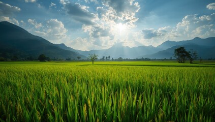 Fototapeta premium Serene agricultural scene featuring a vibrant rice field set against forested mountains in summer