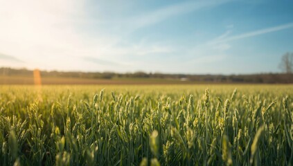 Young buckwheat plants in the garden, illustrating crop cultivation, World Food Day