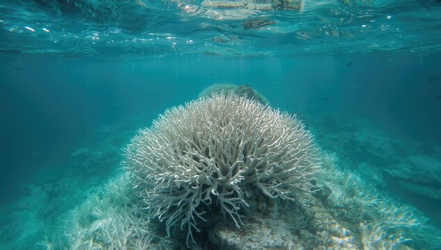 Hard reef system damaged by thermal stress from increased ocean temperatures, highlighting environmental concerns