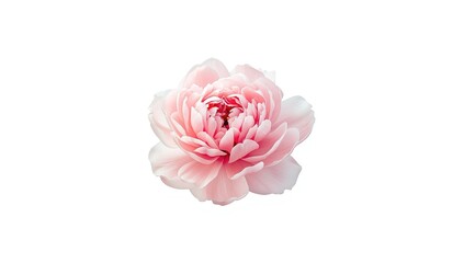 White background featuring a single peony blossom for decorative or educational purposes