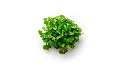 Fototapeta premium Culantro herb in raw form, focusing on flavor enhancement in cooking, International Food Day
