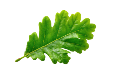 Single bright green oak leaf with lobed edges on black background nature plant, Png, Isolated on Transparent Background, Cut Out