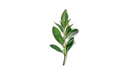 Fototapeta premium Fresh sage herb on plain white backdrop, emphasizing culinary and medicinal applications, neutral setting
