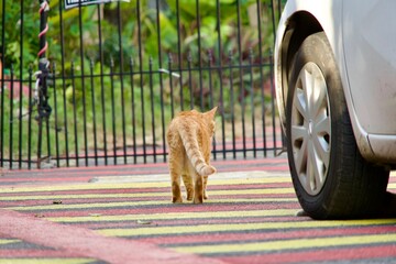 A cat that walks freely