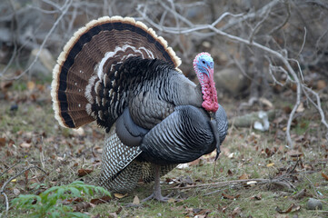Male wild turkey displaying his impressive fan tail and colorful head features while posing in a natural, wooded outdoor setting.
