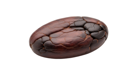 Single Cacao Bean with Cracked Brown Skin Isolated